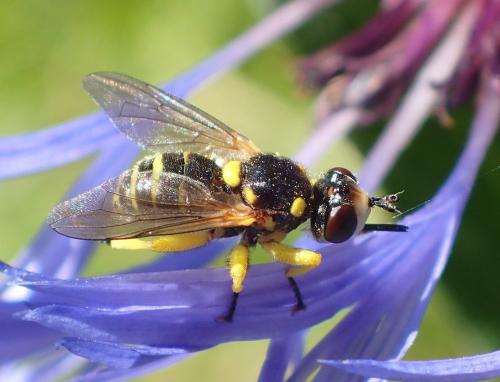 Dalmannia aculeata